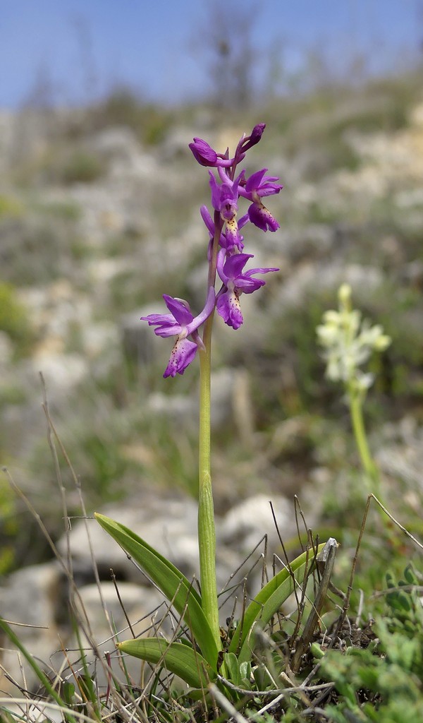 O.pauciflora, O.provincialis, O.quadripunctata, O.xcolemanii, 4 belle Orchis.